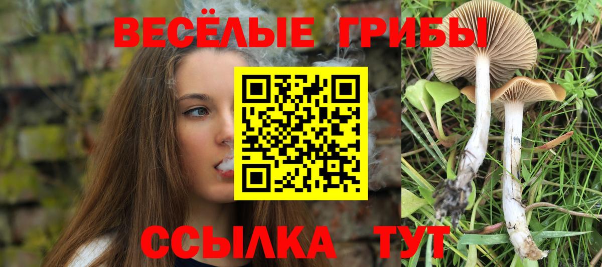 Псилоцибиновые грибы Cubensis Обь